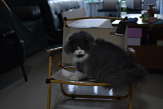 被猫咪抢着坐的克米特椅