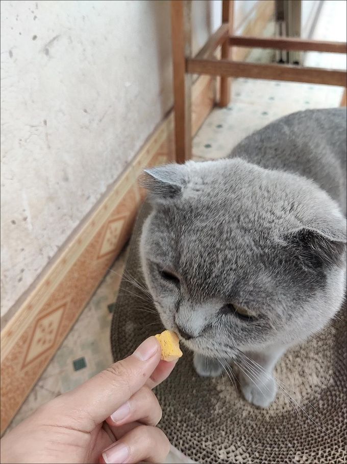 猫零食