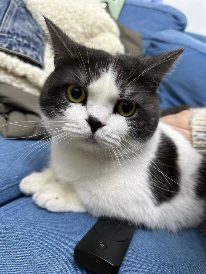 多可特猫狗窝