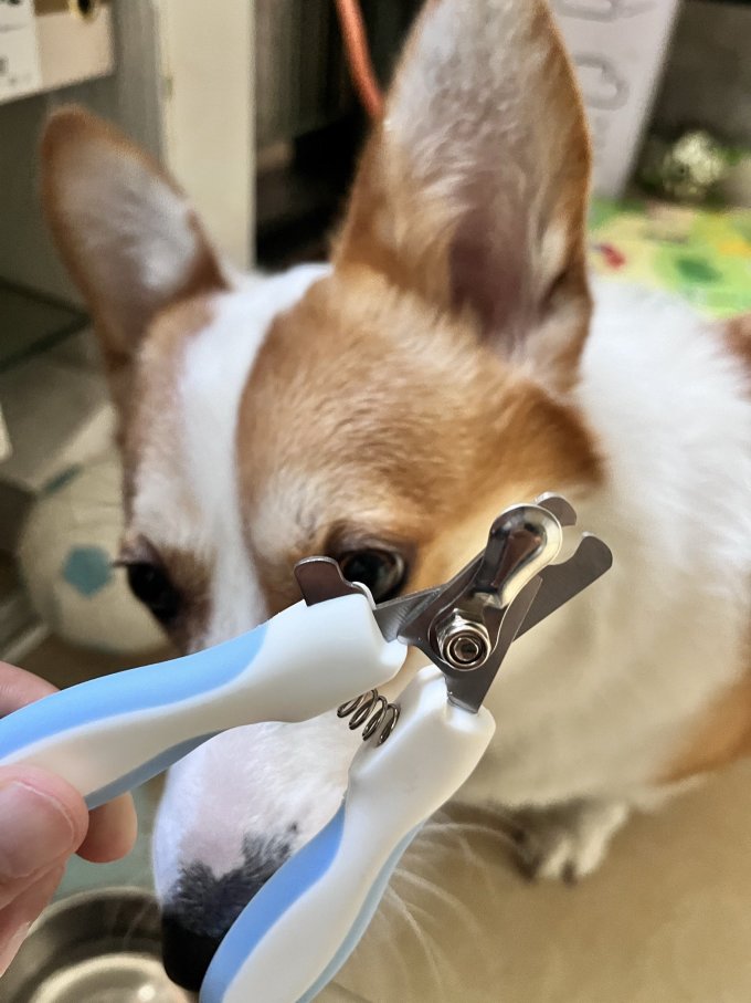 斑队长宠物美容工具