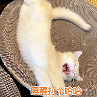 几元钱的猫抓板猫窝，猫猫睡得真香