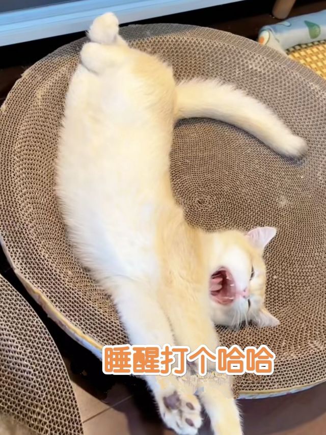 几元钱的猫抓板猫窝，猫猫睡得真香