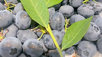 美食分享 篇二十：蓝莓很常见，串枝蓝莓不常有 