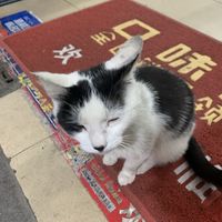 给走丢的猫咪送点爱心粮吧！