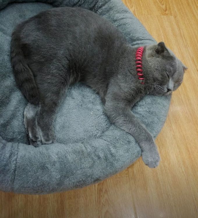 醇粹猫粮