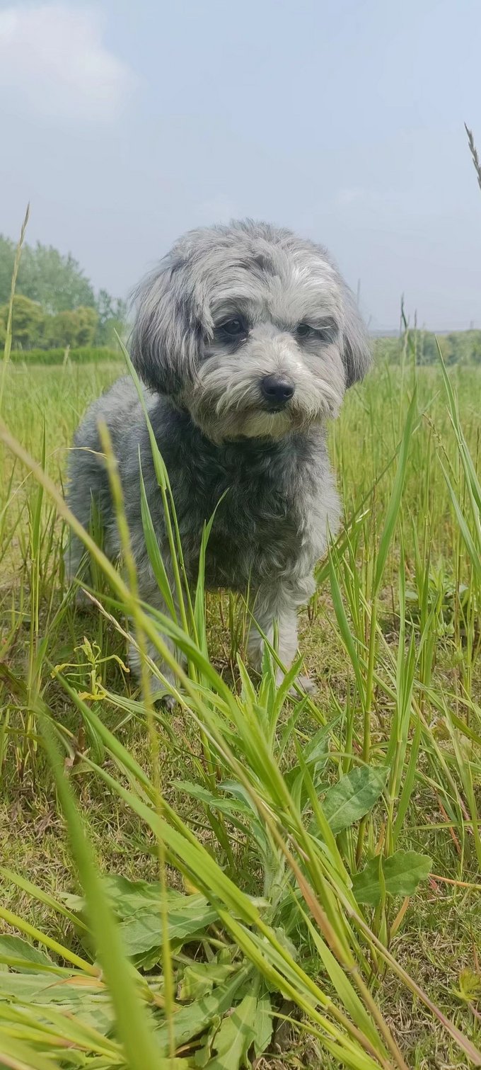 训犬零食