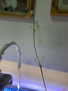 这个鱼缸灯真不错，照的水兰都开花了