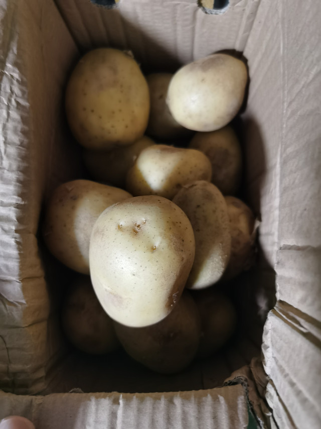 土豆真不错，没有一个坏的，当天晚上就拿来