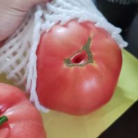 新疆普罗旺斯西红柿，是不是比较好