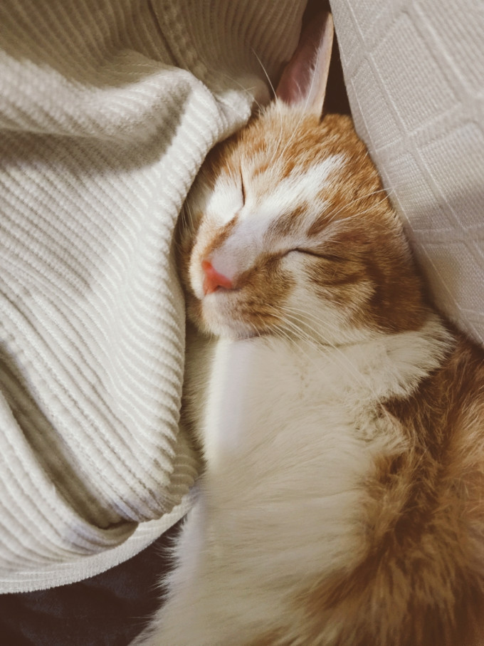 珀萃猫粮