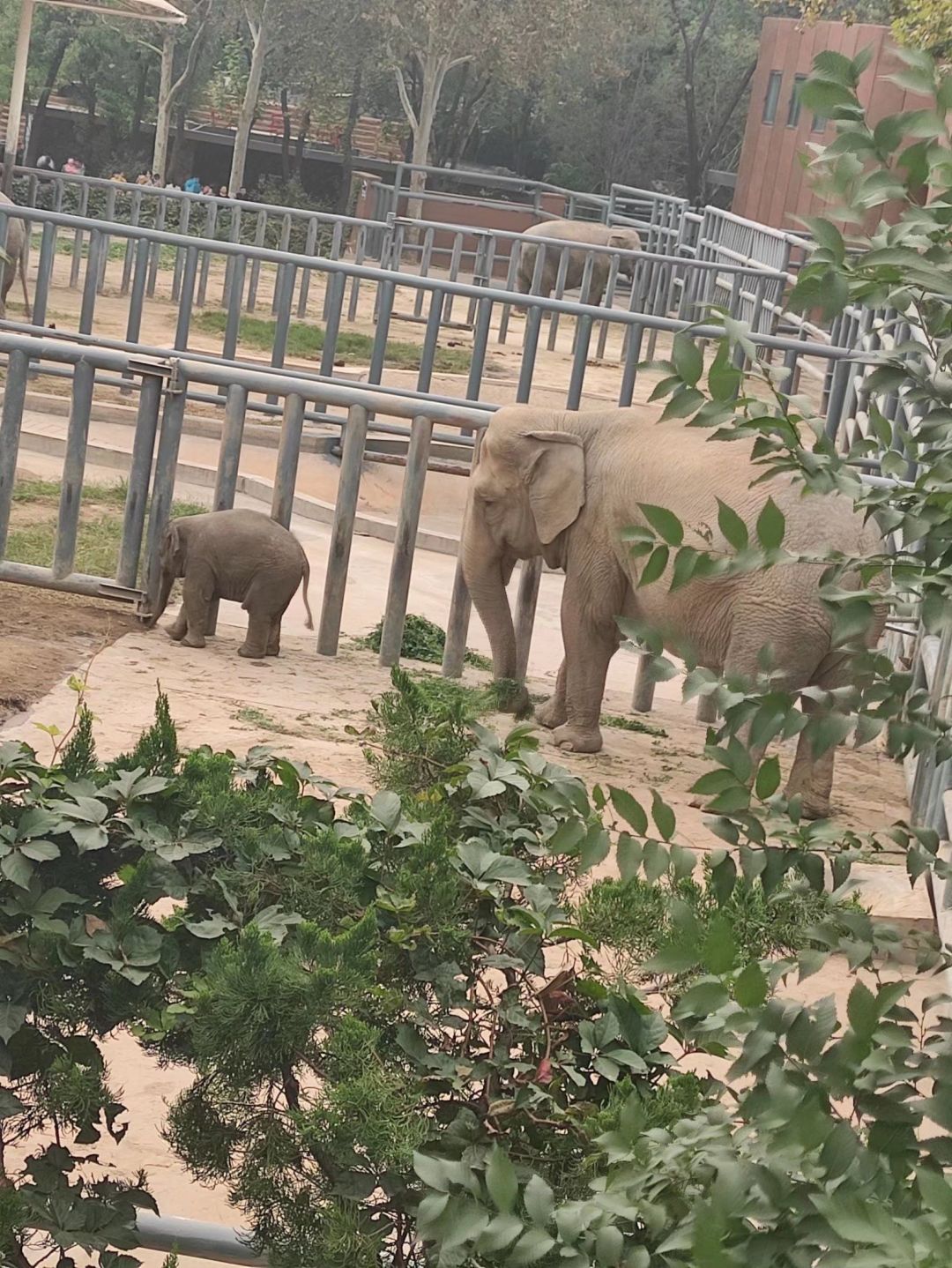 五一去济南动物园看动物也不错