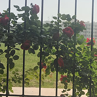 红色的月季花就在栅栏里面努力的生长，我们也要向阳生长，努力靠近阳光。