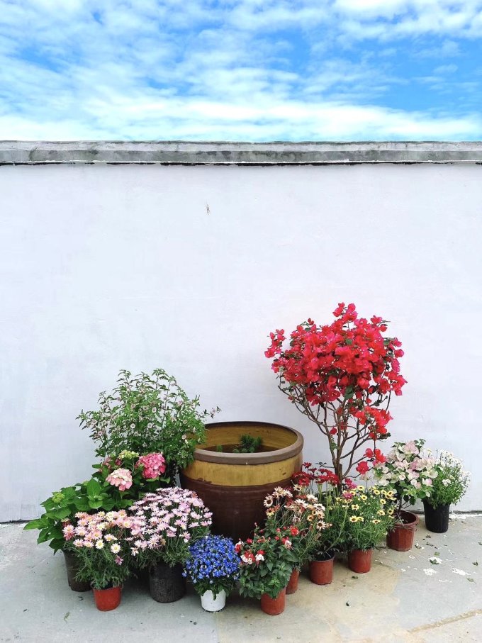 鲜花