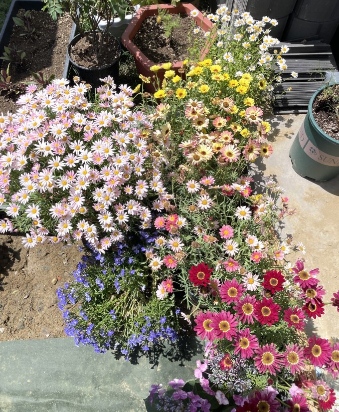 鲜花