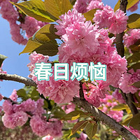 生活点滴 篇二十七：🌸春天的花与树，春敏人的喜与忧🍀