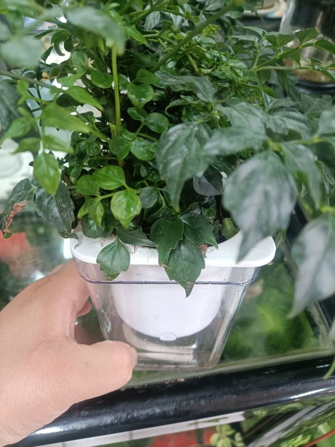 花七休盆栽
