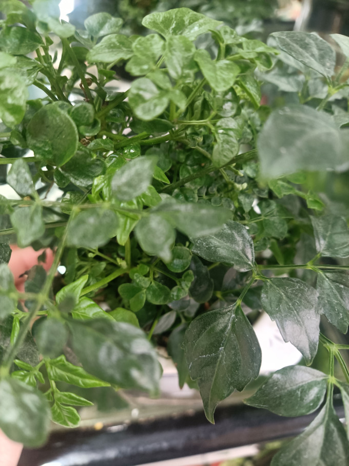 花七休盆栽