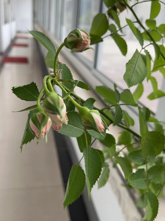 锦枫盆栽