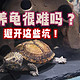  水龟繁育 篇九：养龟很难么？避开这些坑，你就是老手！　
