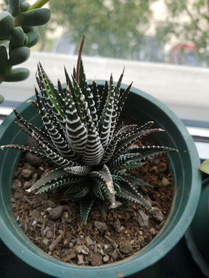 鲜花绿植