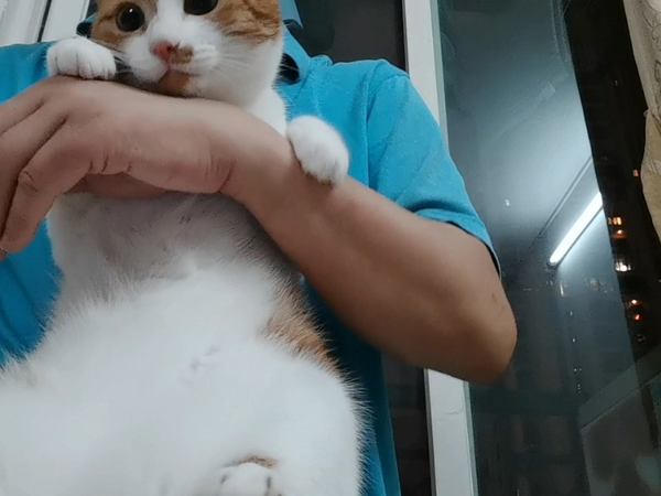 挑战给猫剃脚掌毛，不要做毛脚大汉。