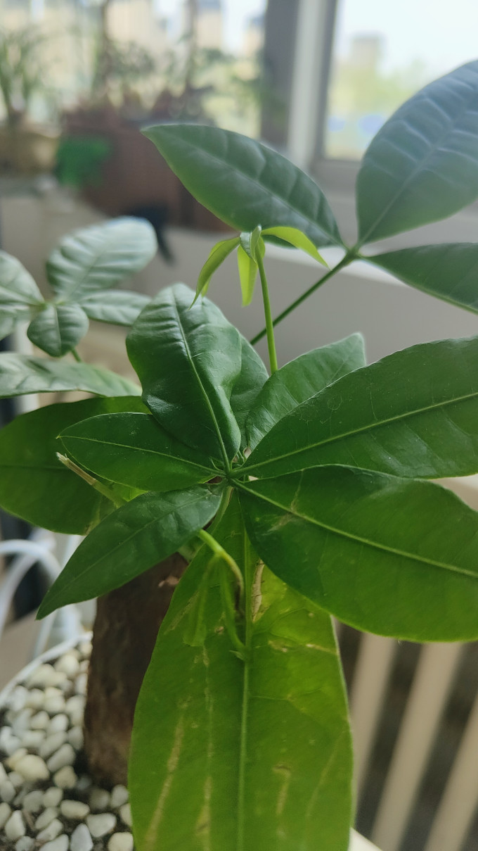 欧悟盆栽