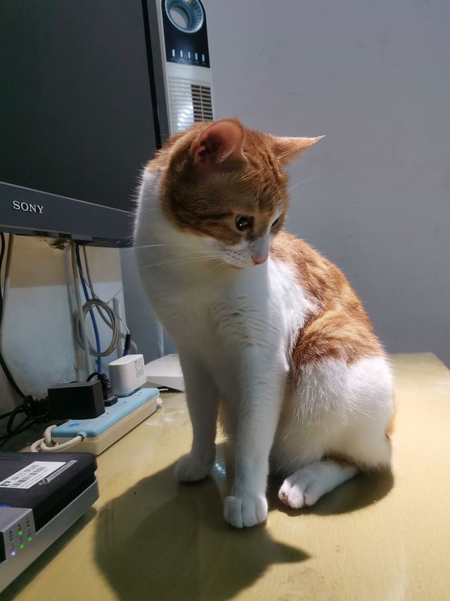 这把针梳，我猫对得起“金被银床”这号。