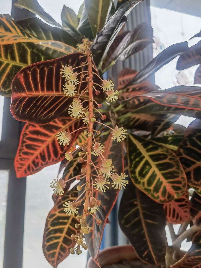 鲜花绿植