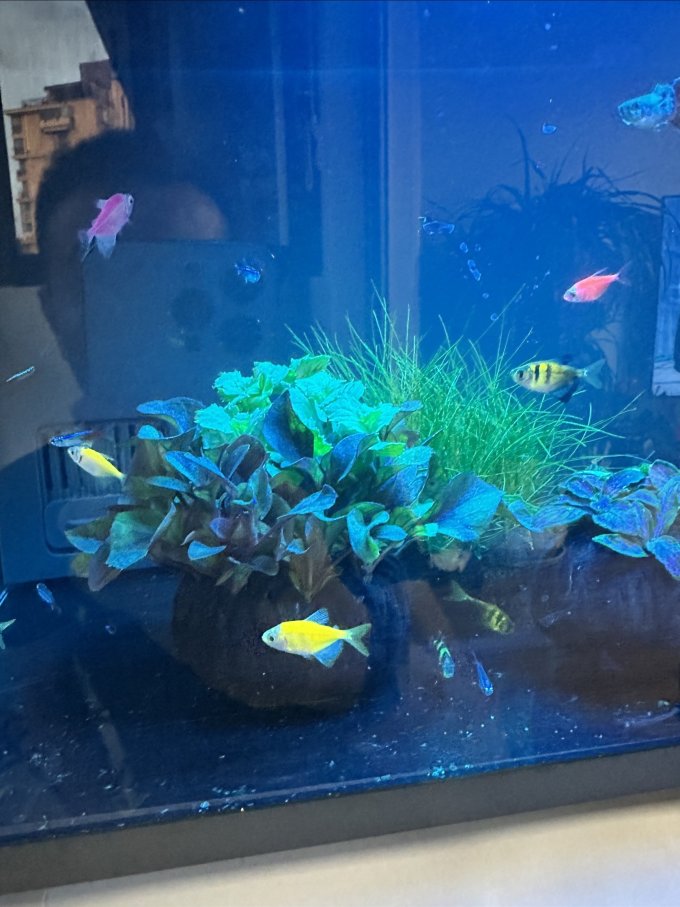 米家智能鱼缸/水族箱