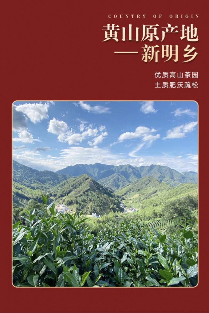 绿满堂绿茶