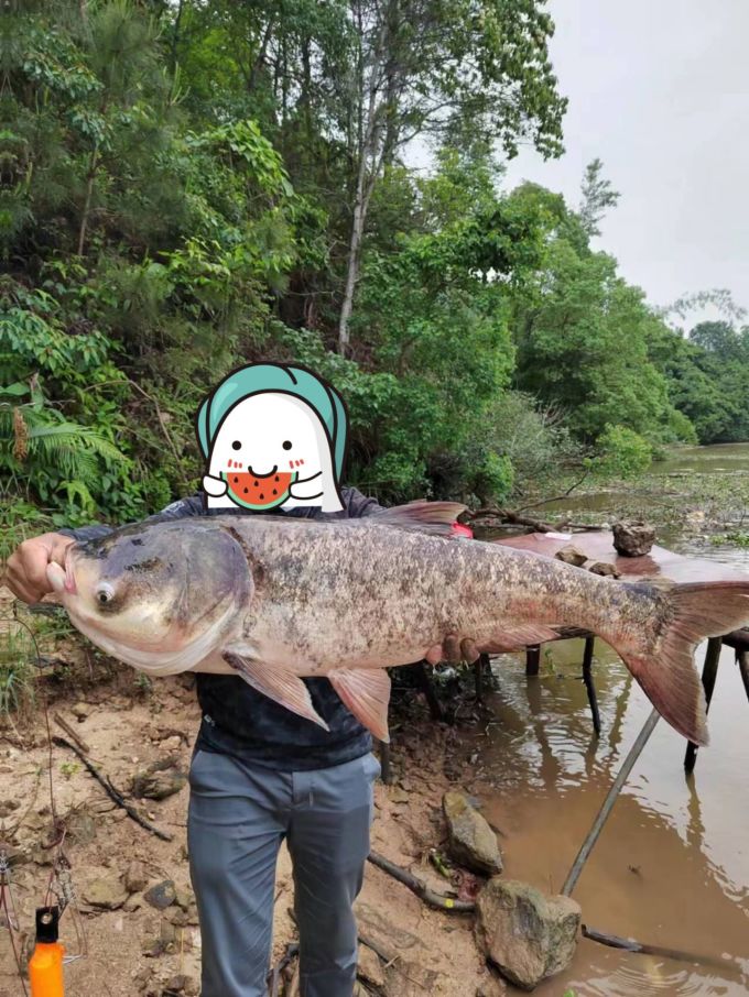 汉鼎鱼竿