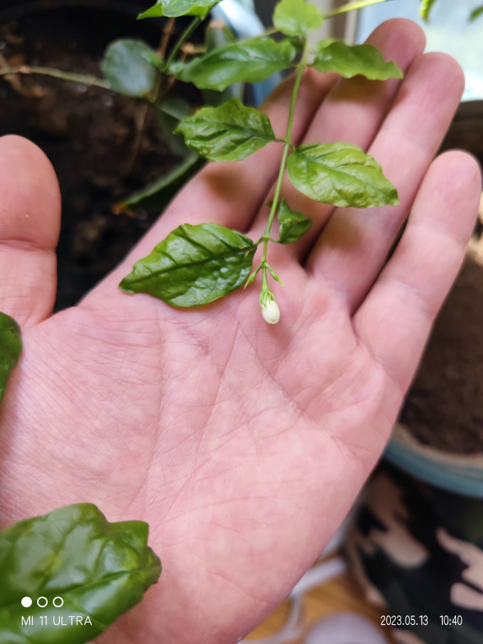 竹雅青花盆