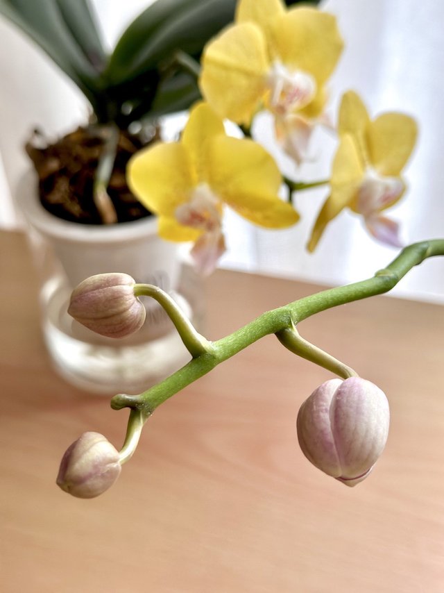 从期待到盛开，花期超长的花才最适合送佳人