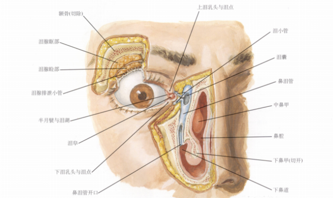 消炎药=抗生素?原来药没用,这病是靠自己好的