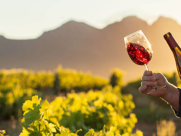 南非头牌“皮诺塔吉”BEESLAAR