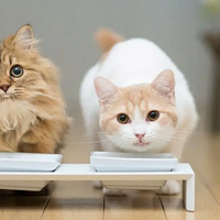 金高丽（原素力高）猫粮，猫咪好消化，有助爱宠增肌，但介意肉粉的慎选。