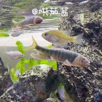 溪流岗一定要有个造浪器啊