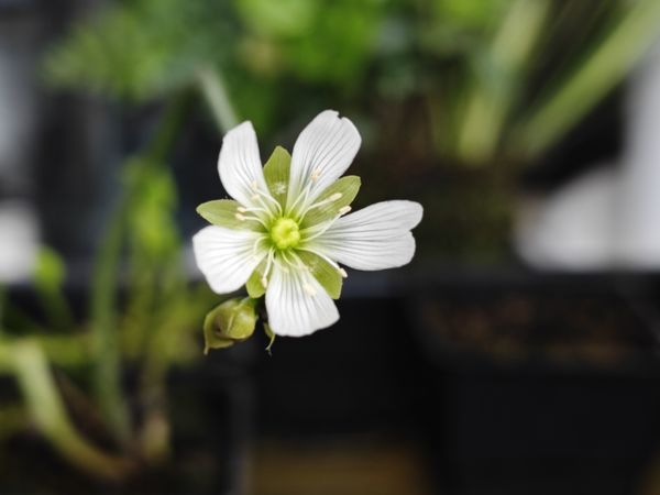捕蝇草开花了，拍完照片就剪
