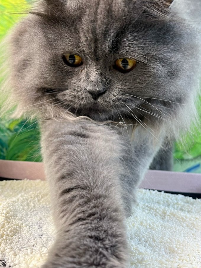 高爷家猫砂