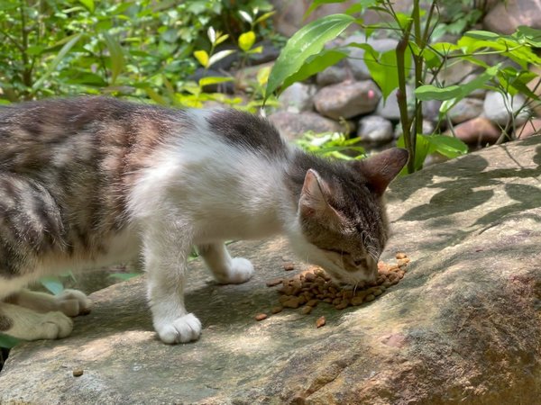 有水有风有猫咪，还有好吃的冻猫粮！