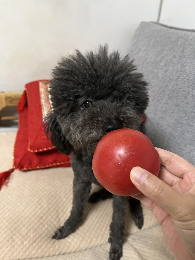 狗狗可以吃西红柿🍅吗？