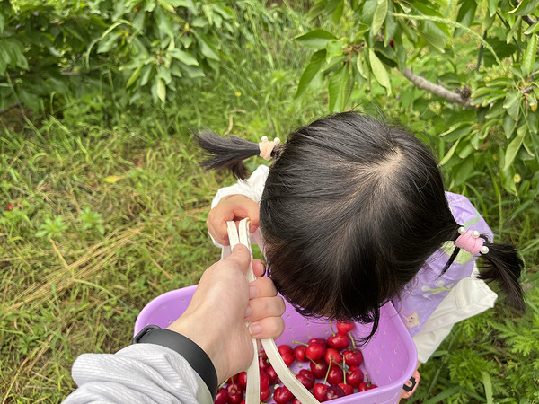 周末采摘 释放娃的天性