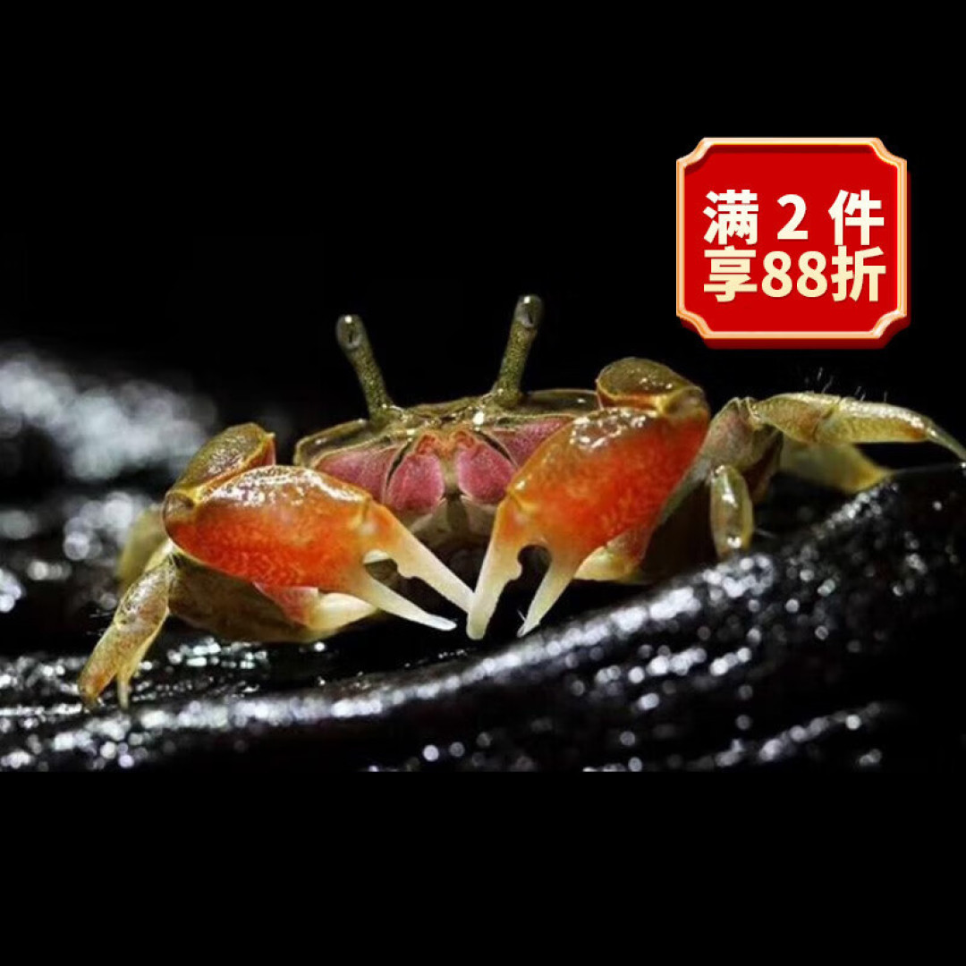 养鱼养腻了?你可以养这几种观赏蟹,蛮好玩的