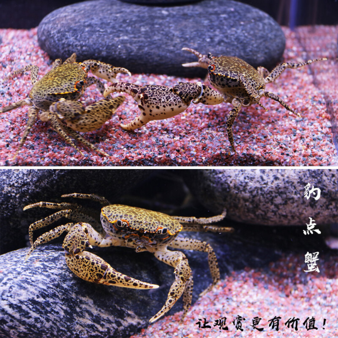 养鱼养腻了?你可以养这几种观赏蟹,蛮好玩的