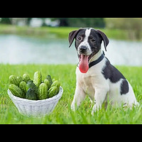 狗狗可以吃黄瓜吗？