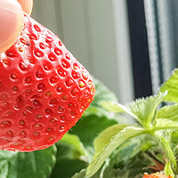 【值友故事会】 篇四十三：折腾半年，实现龟菜共生种草莓