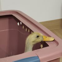 猫砂养鸭子可行吗？