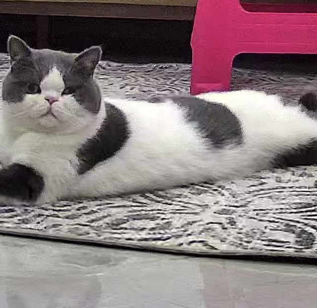 萤石H6 400万像素精灵球 监控摄像头测评