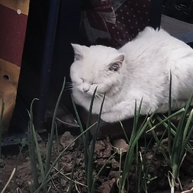 突然多了一张嘴吃饭⌓‿⌓