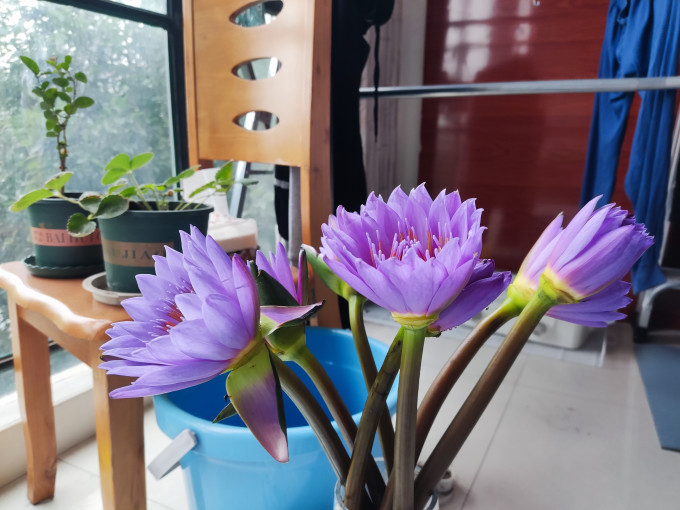 花加鲜花